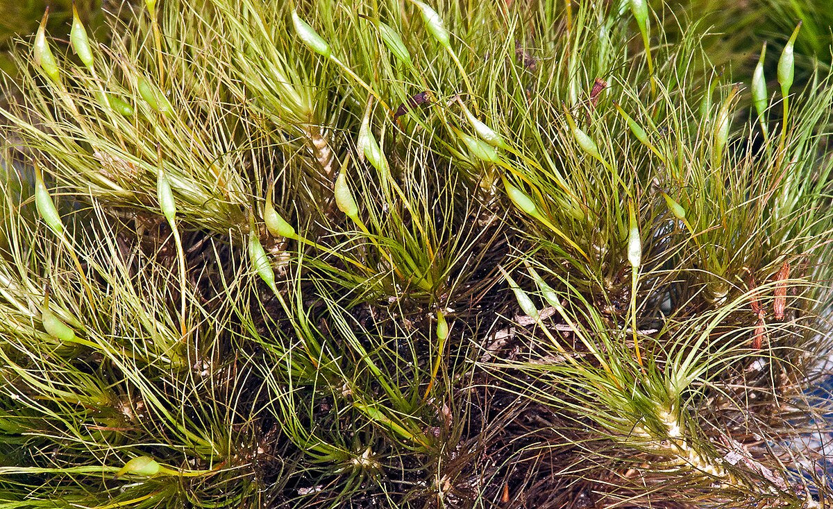 Dicranoloma chilense