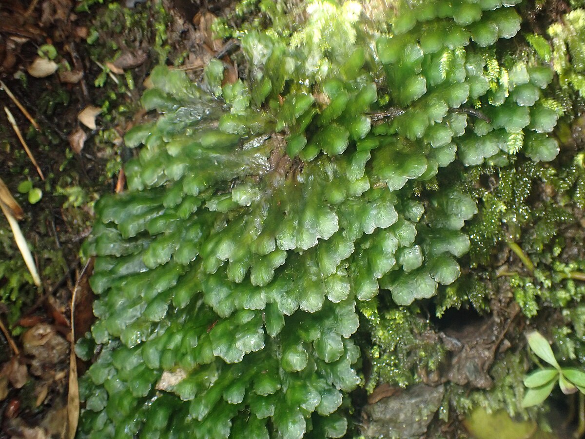 Distichophyllum collenchymatosum