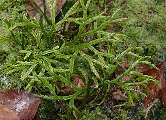 Diphasiastrum complanatum