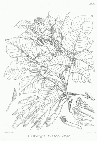 Dalbergia