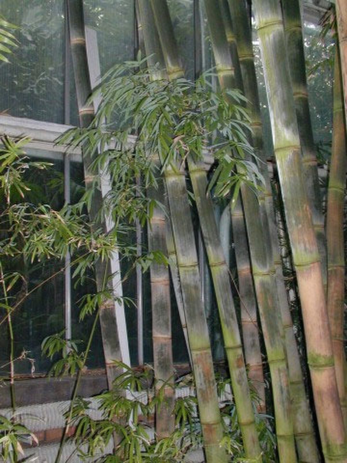 Dendrocalamus brandisii