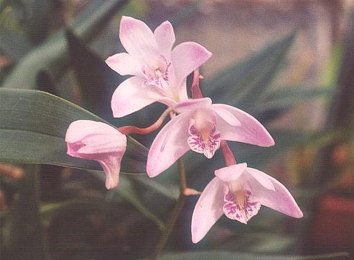 Dendrobium hybrid