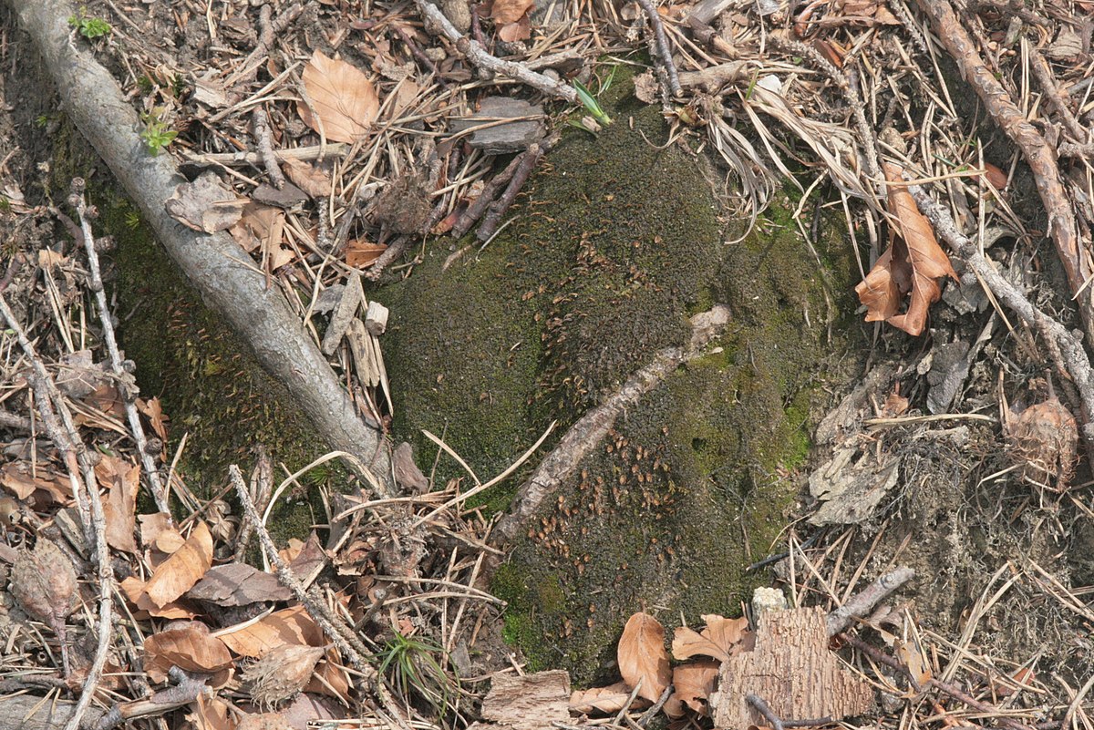 Diphyscium fulvifolium