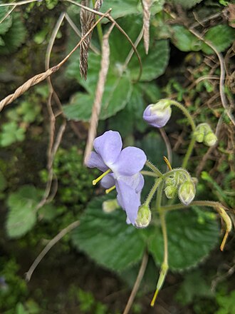 Dorcoceras hygrometricum