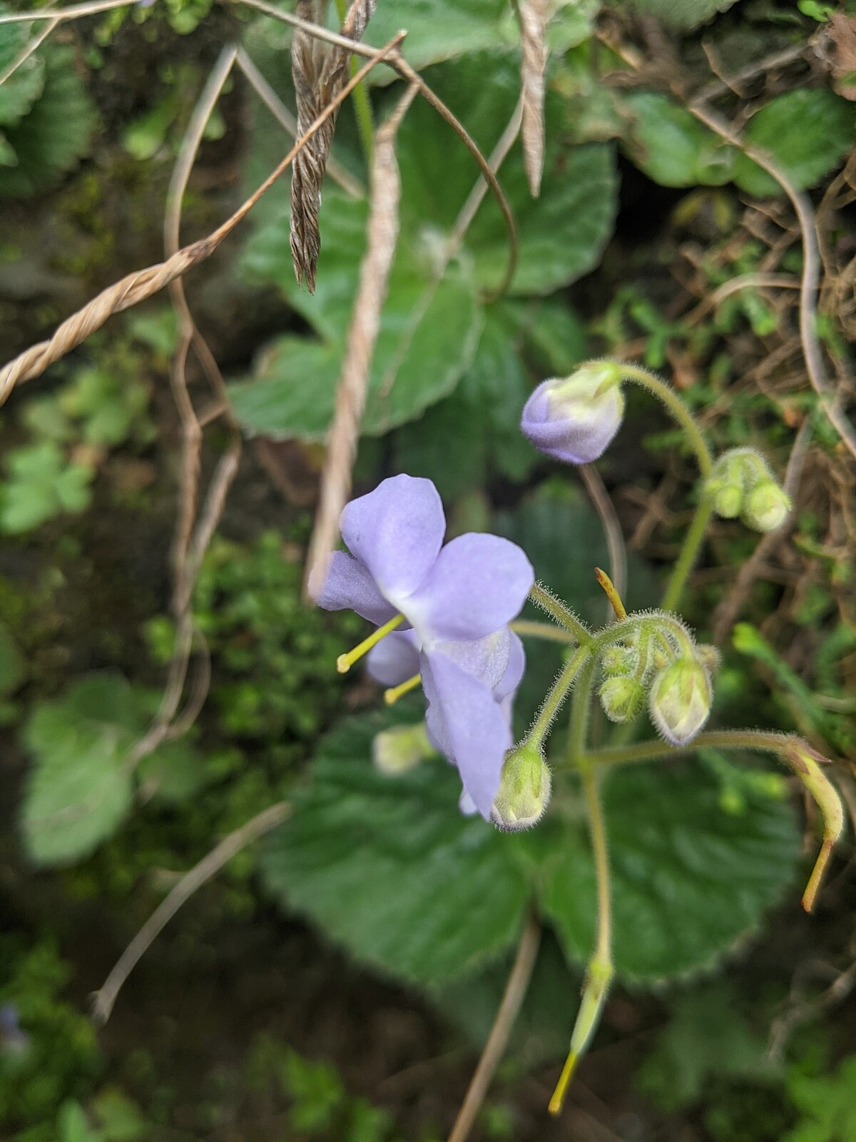 Dorcoceras hygrometricum