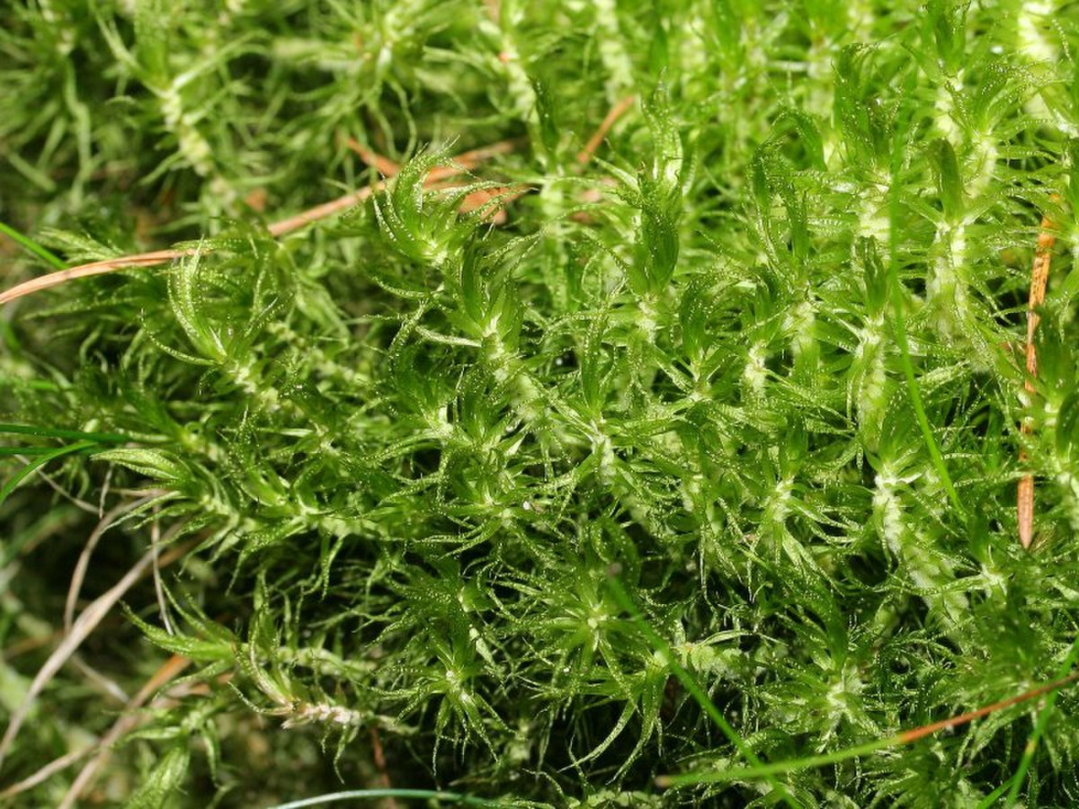 Dicranum fulvum
