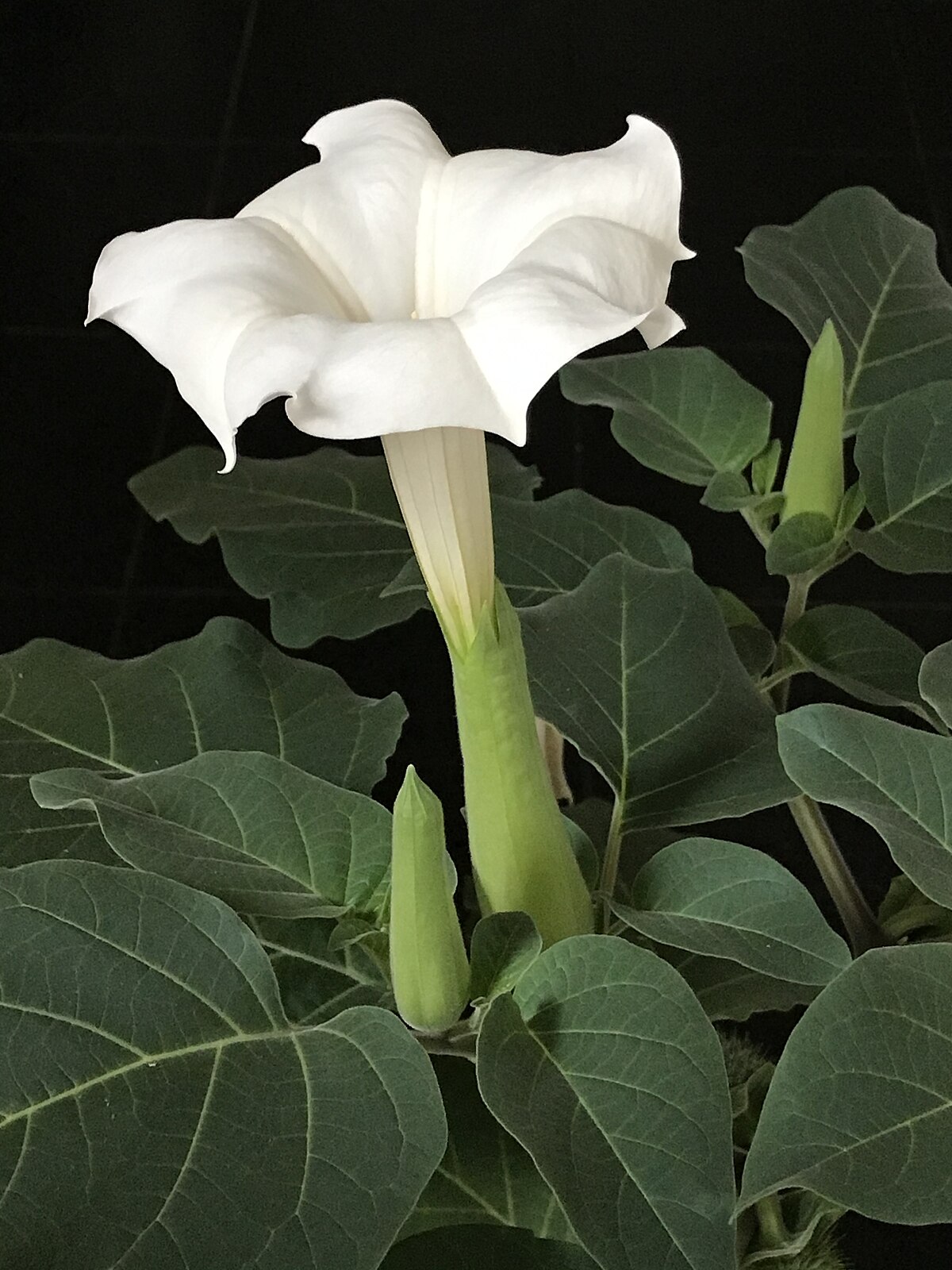 Datura inoxia