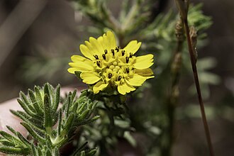 Deinandra increscens subsp. villosa