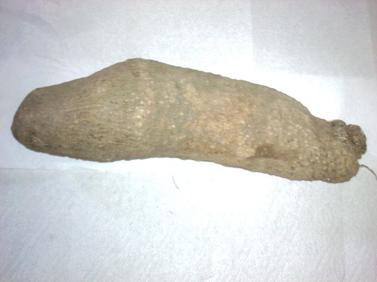 Dioscorea rotundata