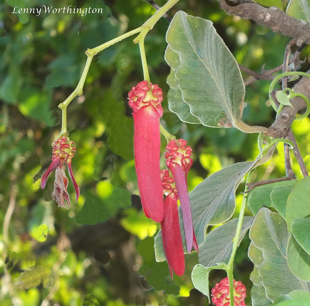 Dipterocarpus intricatus