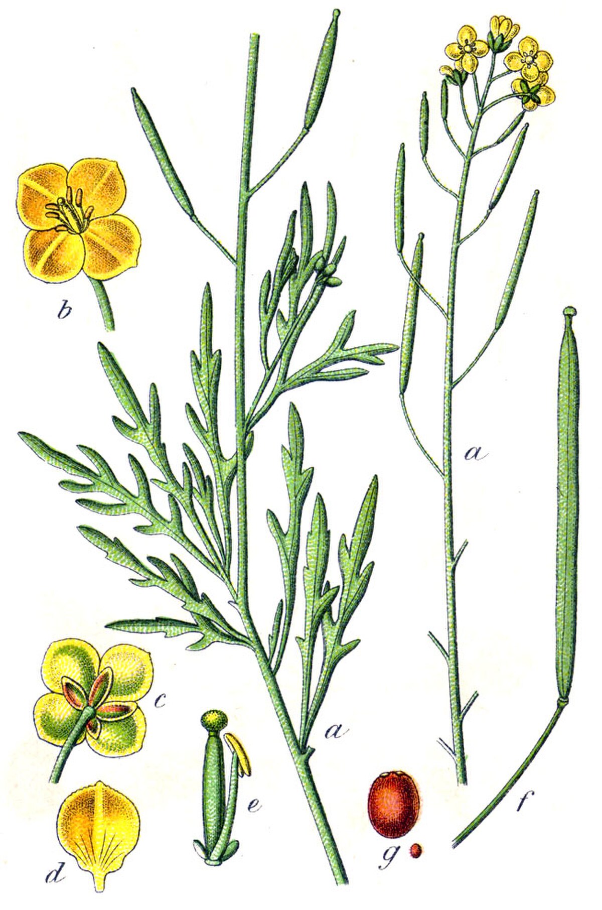 Diplotaxis tenuifolia