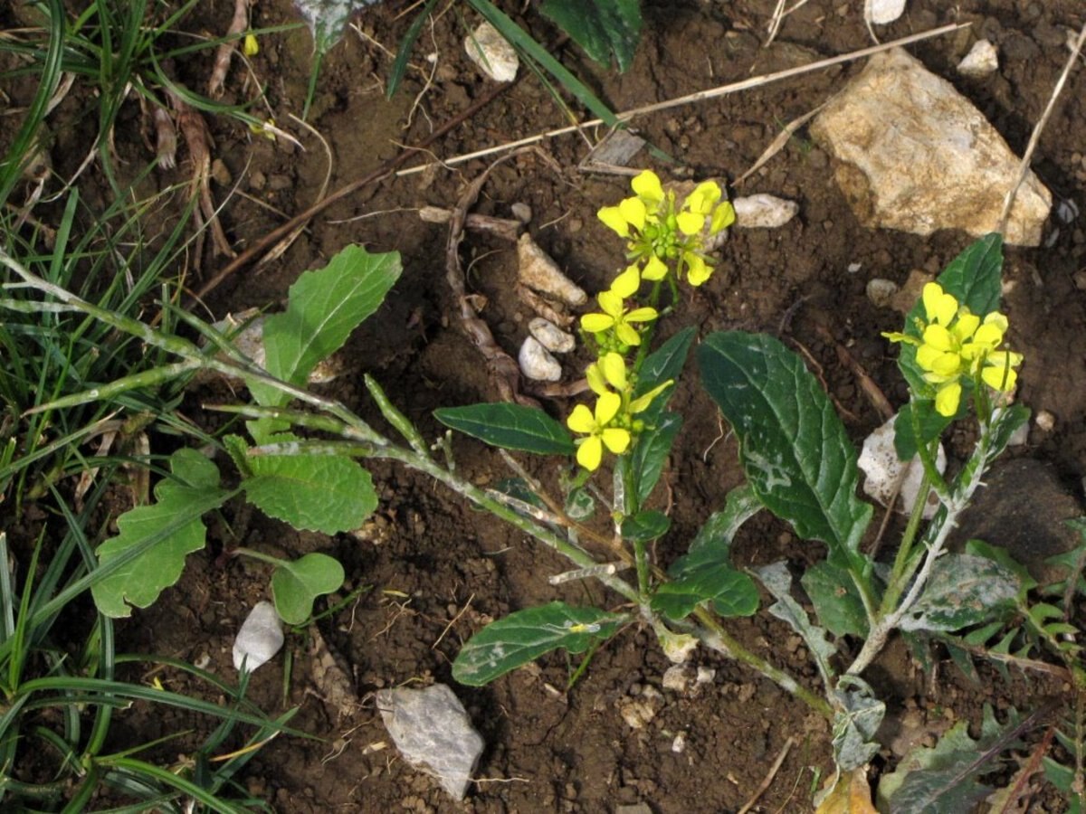 Diplotaxis viminea