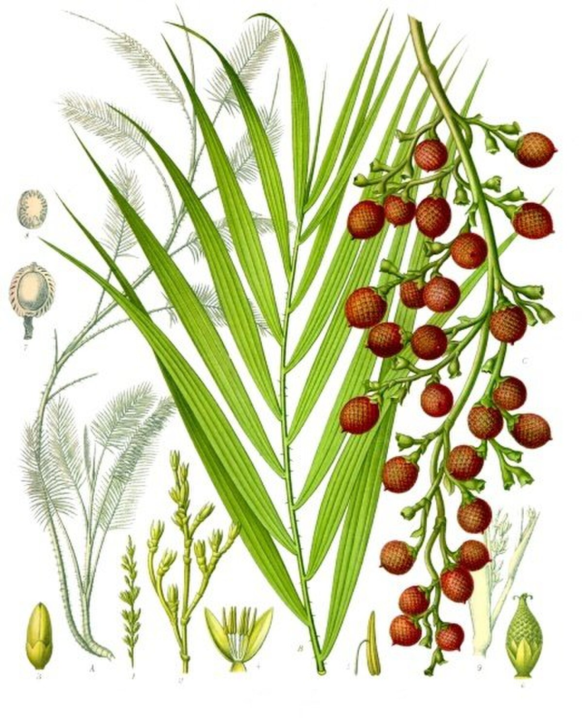 Daemonorops Jenkinsiana