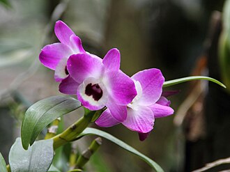 Dendrobium nobile
