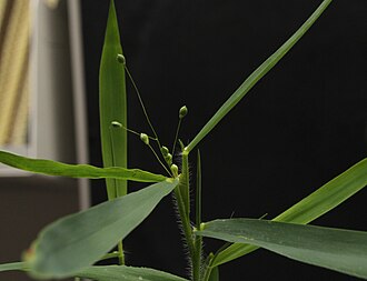 Dichanthelium oligosanthes