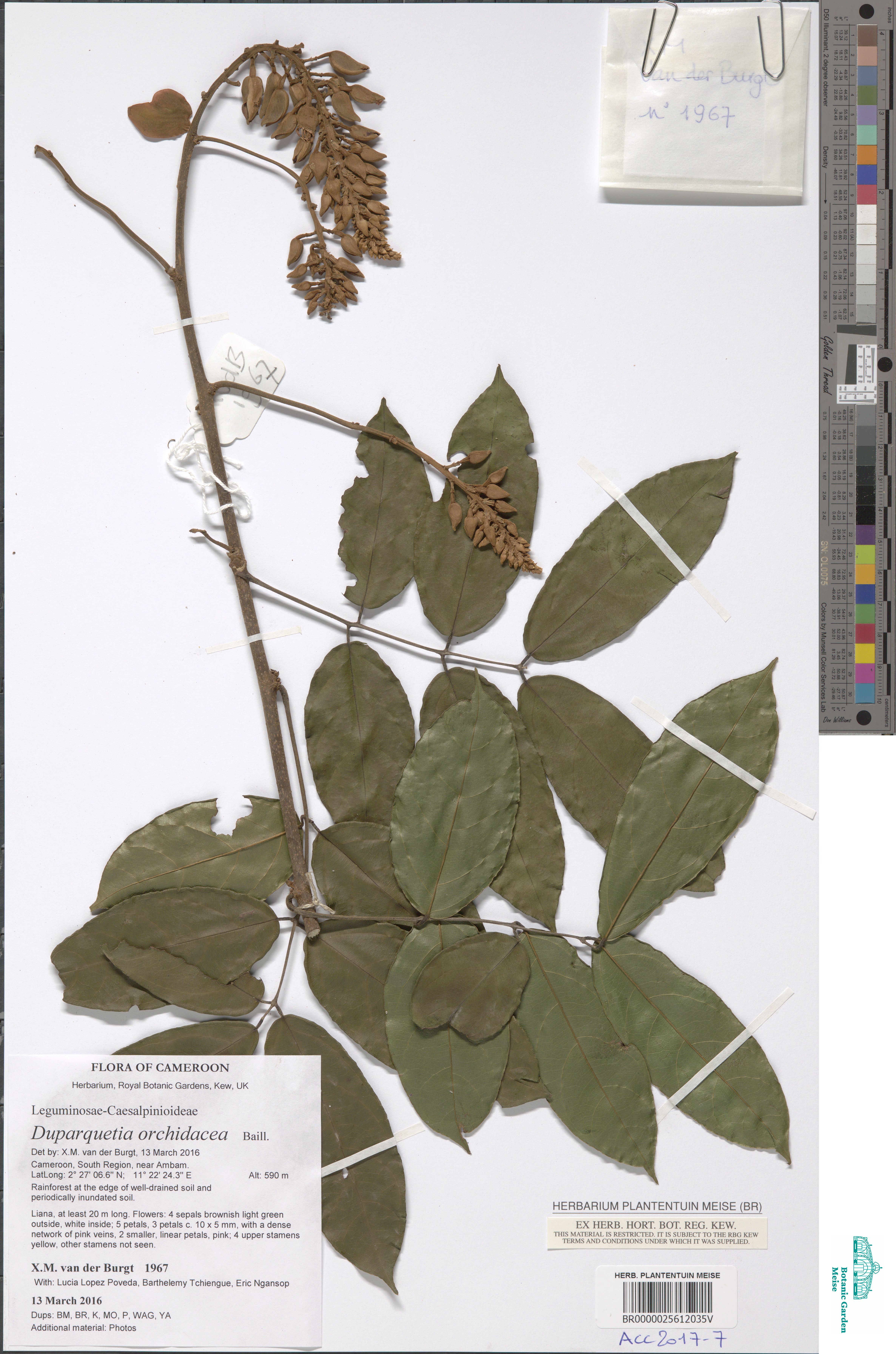 Duparquetia orchidacea