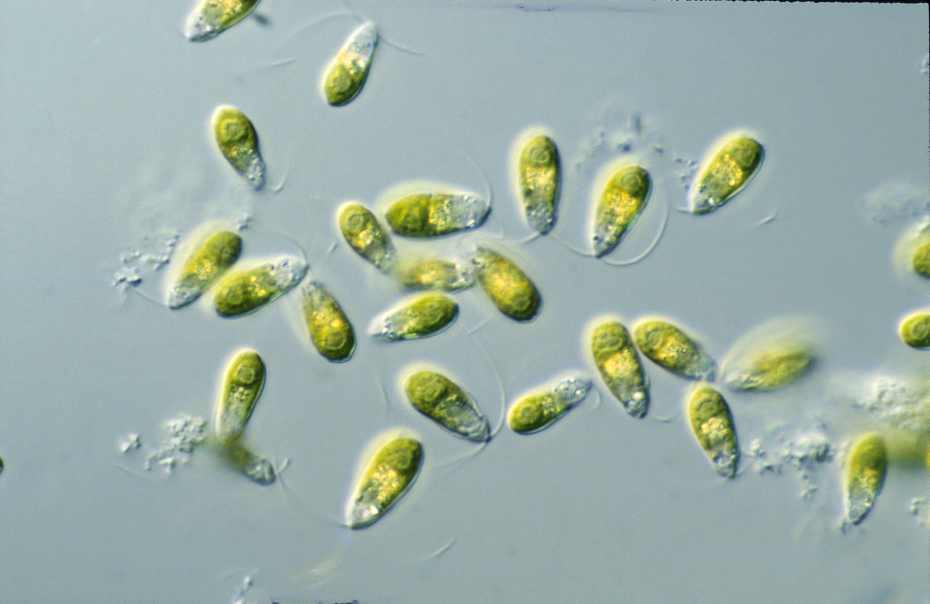Dunaliella primolecta