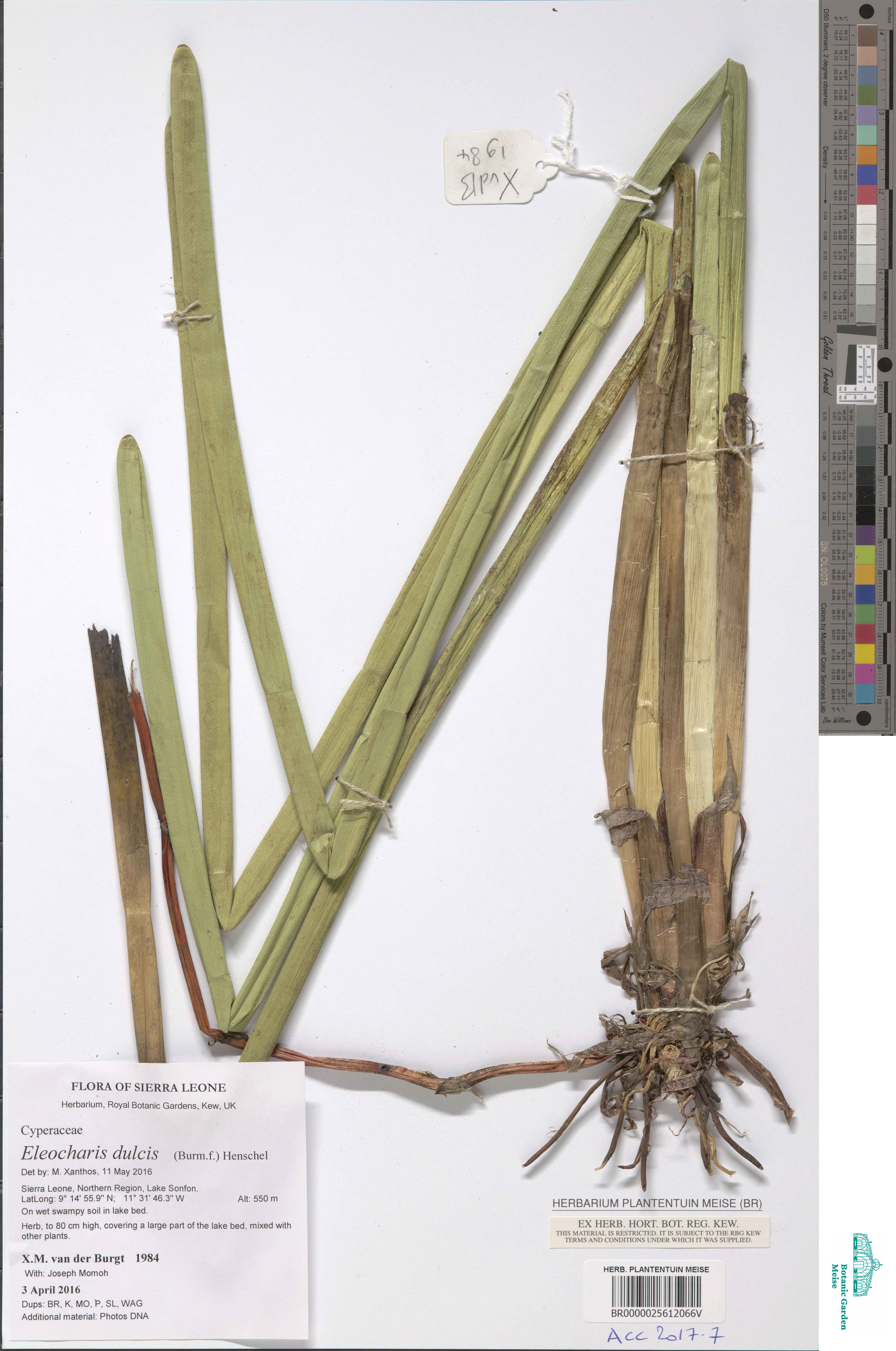 Eleocharis dulcis