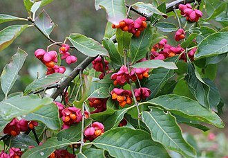 Euonymus europaeus