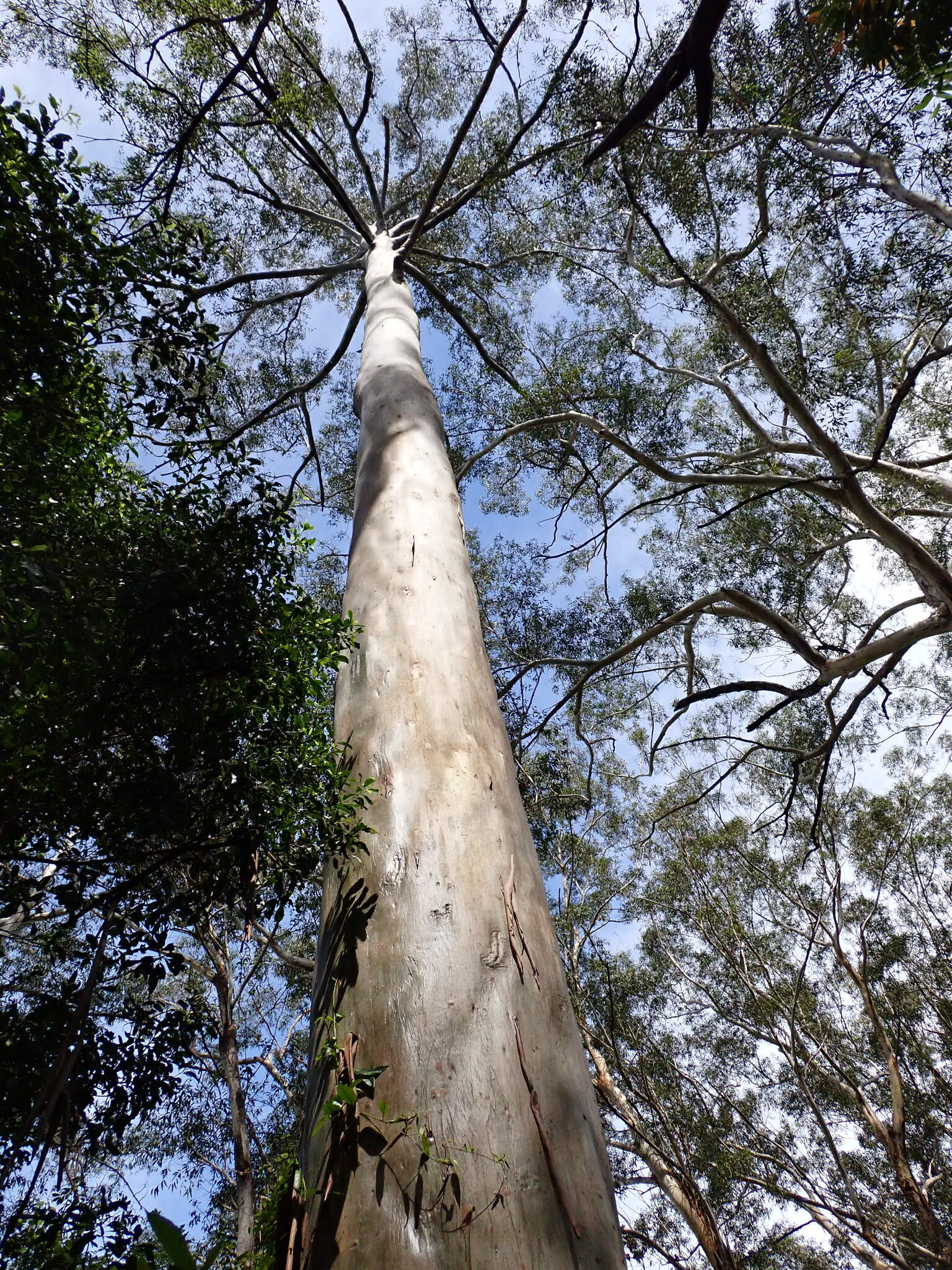 Eucalyptus grandis