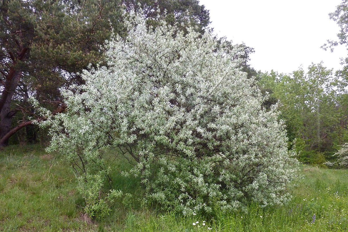 Elaeagnus angustifolia