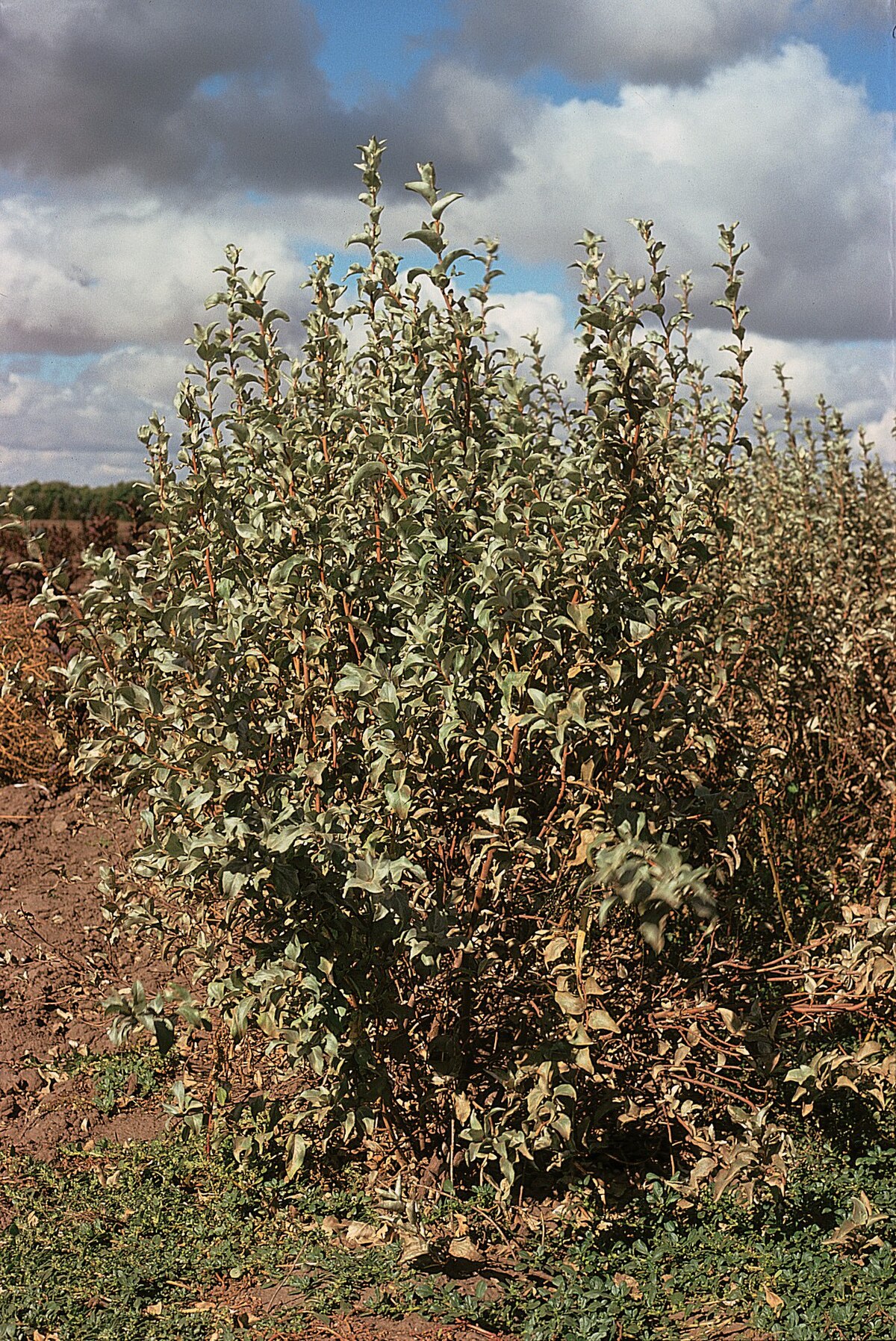 Elaeagnus mollis