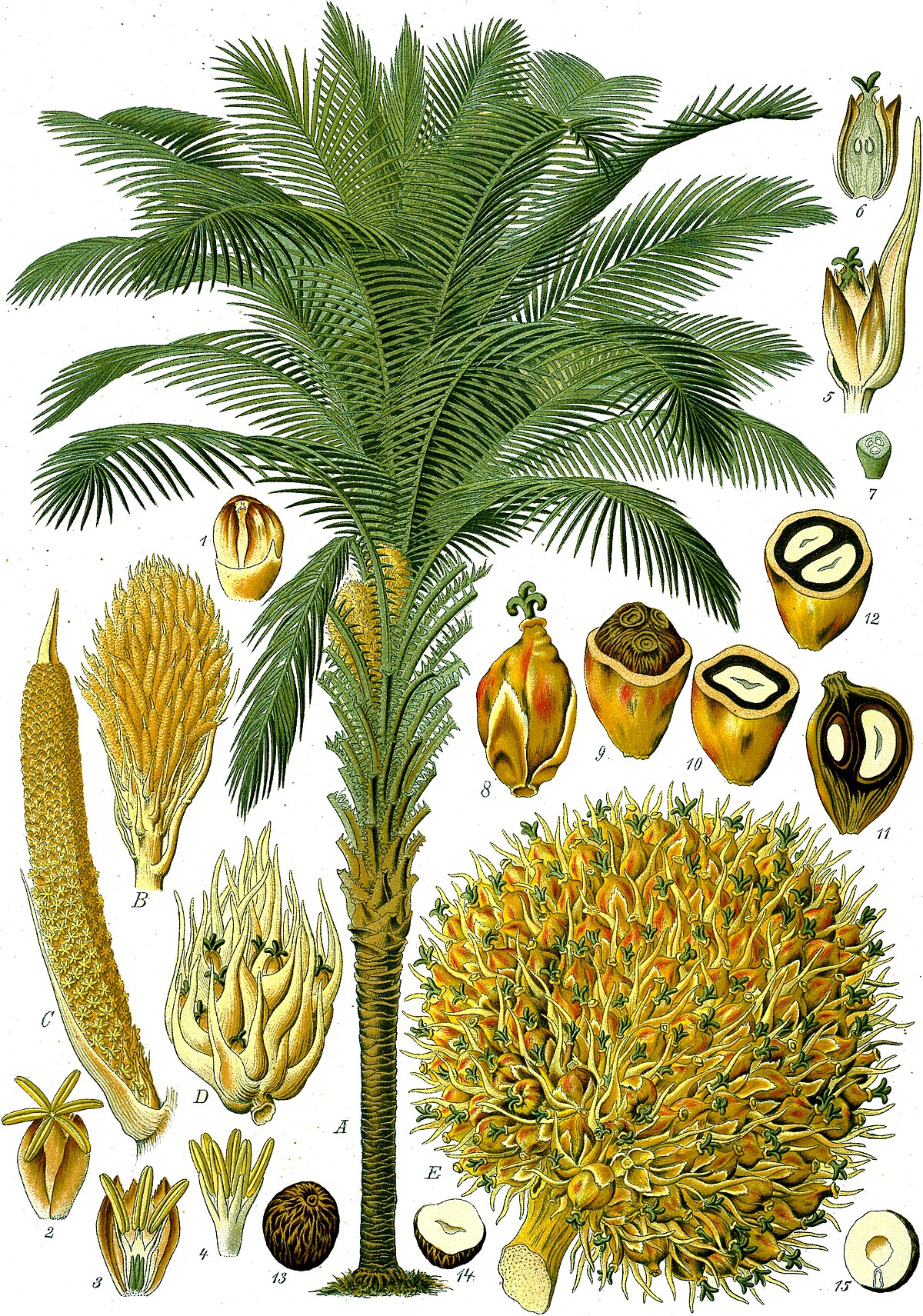 Elaeis guineensis