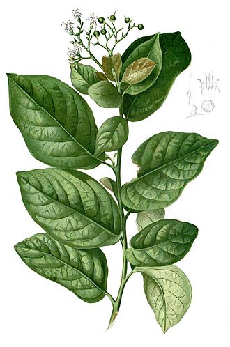 Ehretia macrophylla