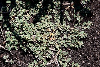 Euphorbia maculata