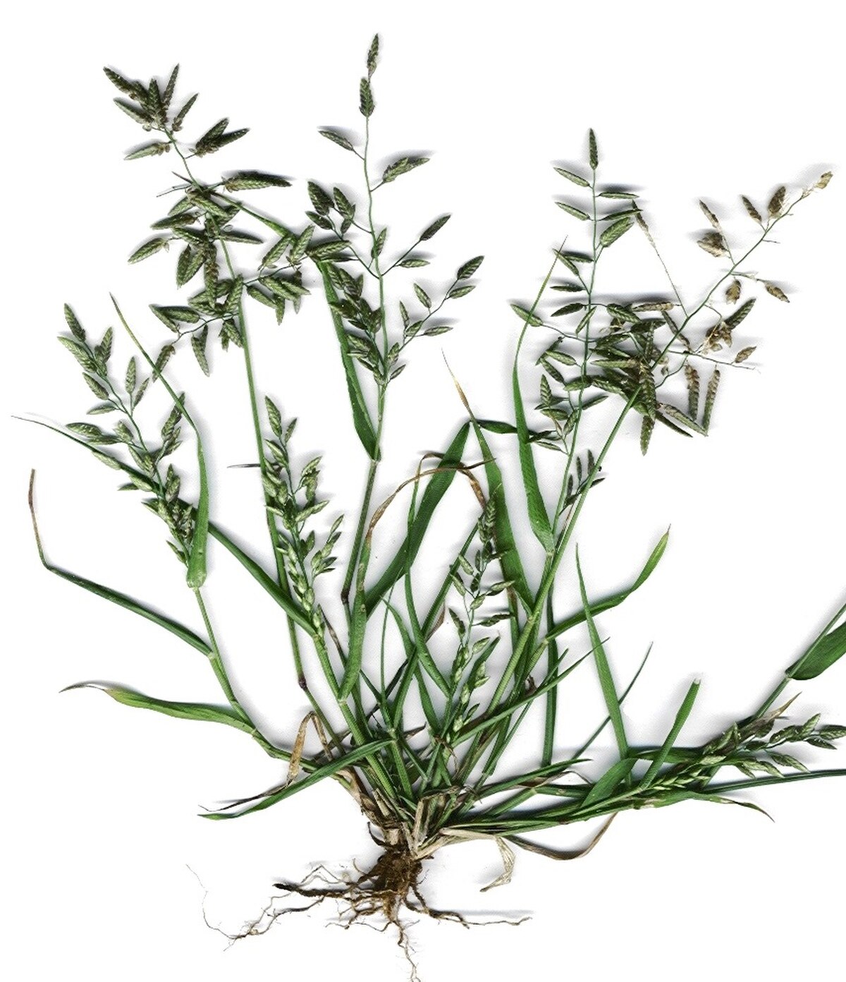 Eragrostis nindensis