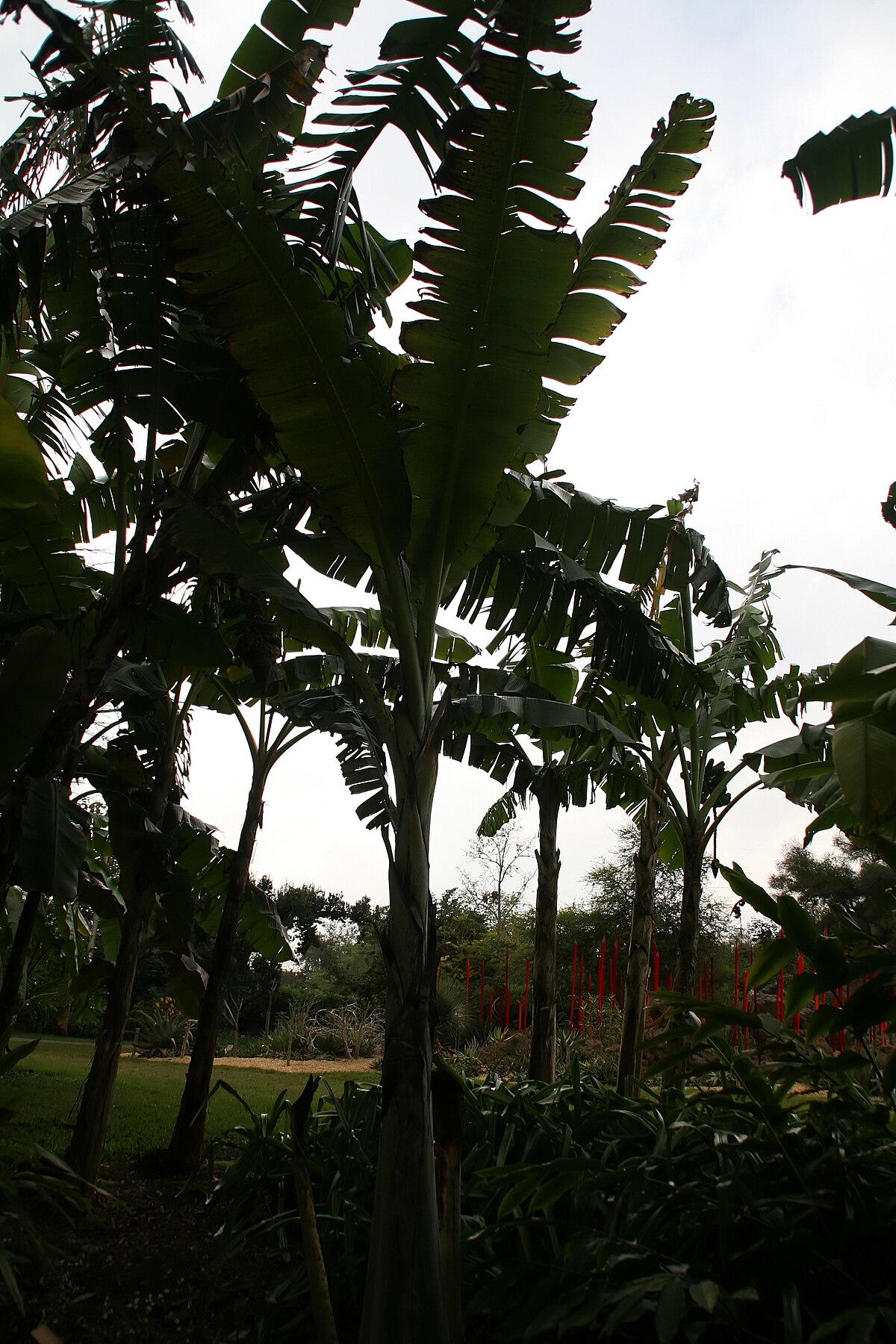 Ensete glaucum