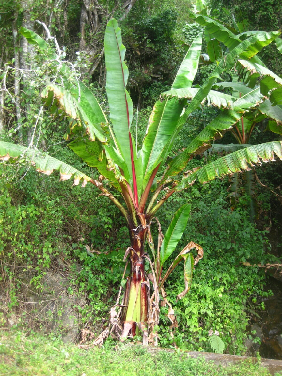 Ensete ventricosum