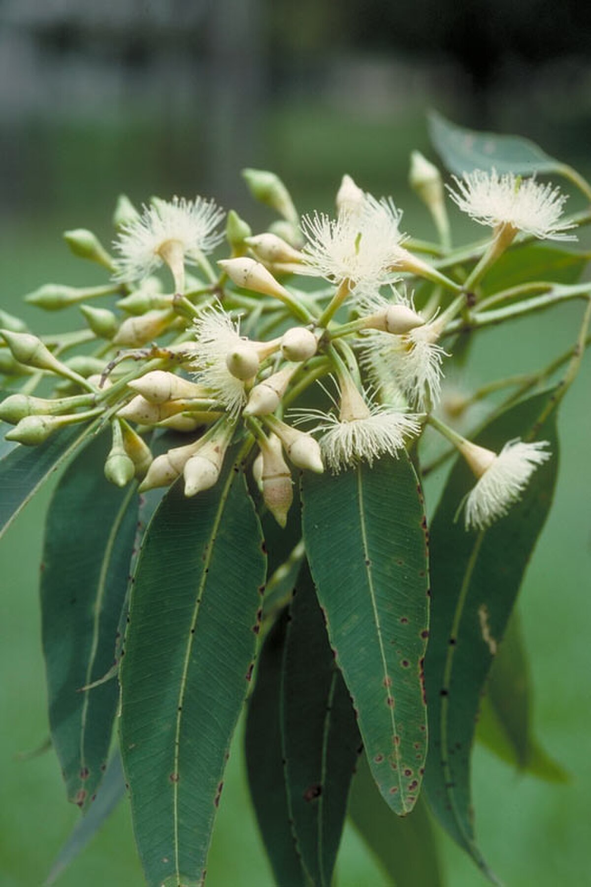 Eucalyptus pellita