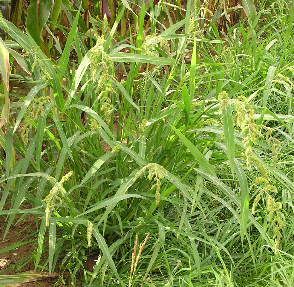 Echinochloa phyllopogon
