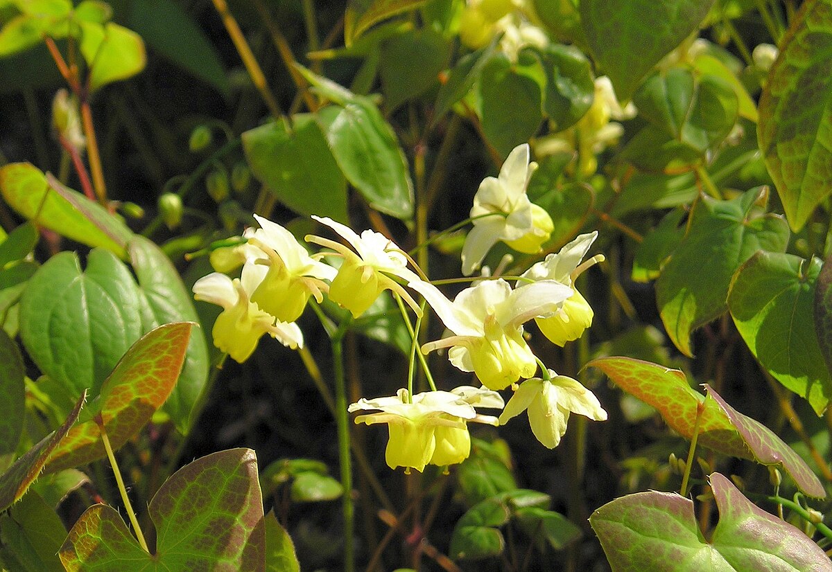 Epimedium pubescens