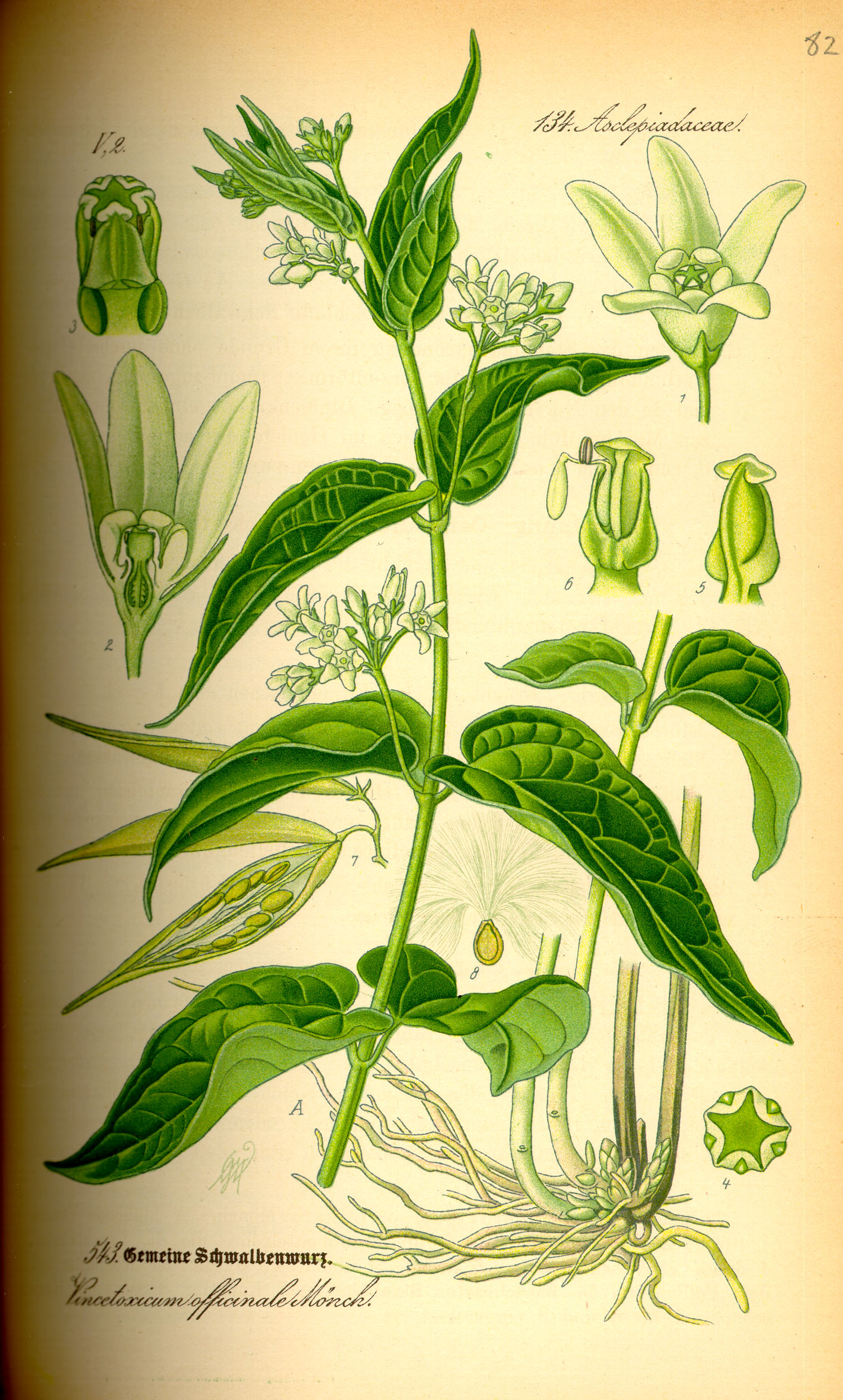 Erianthus rockii