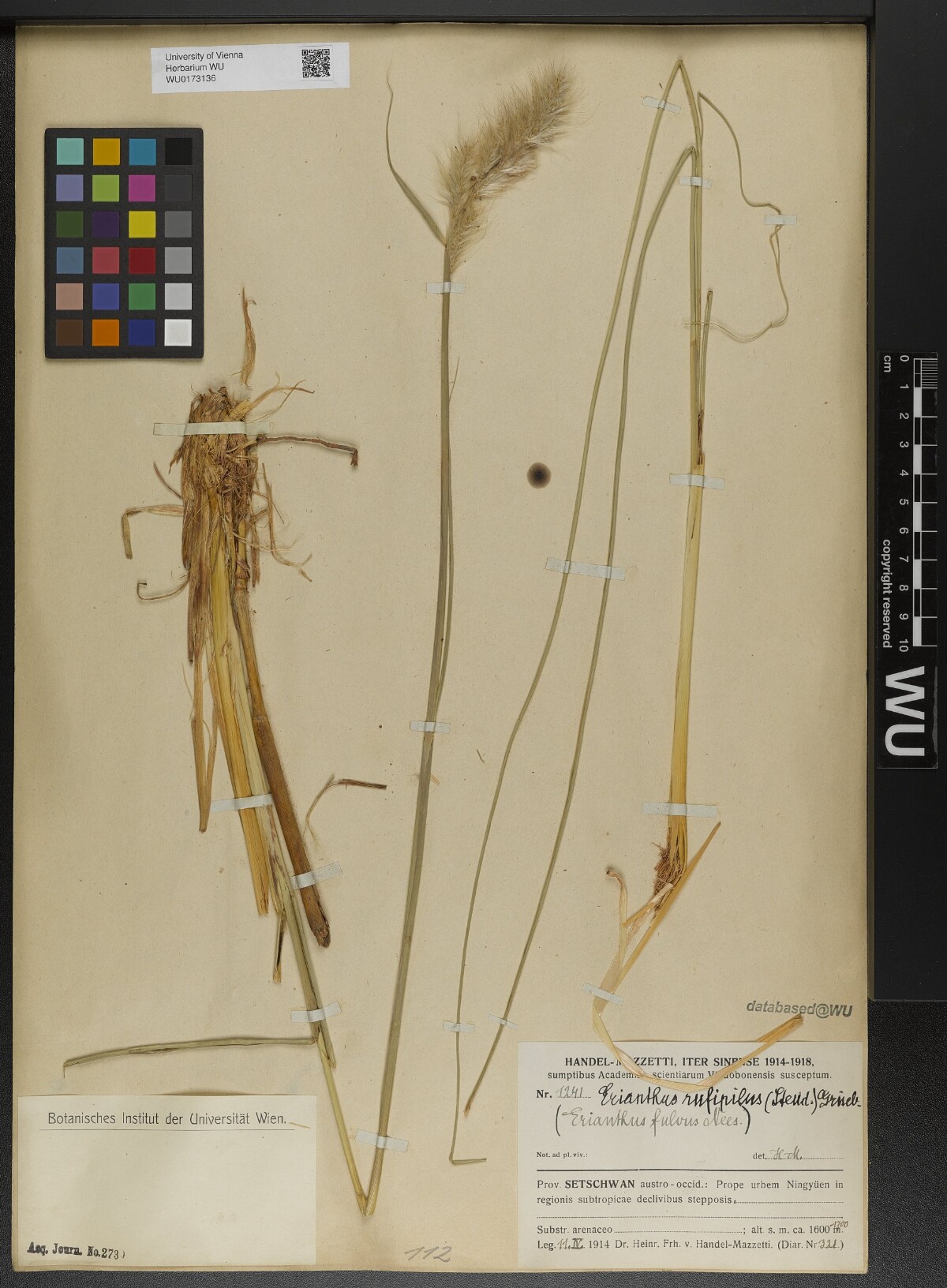 Erianthus rufipilus