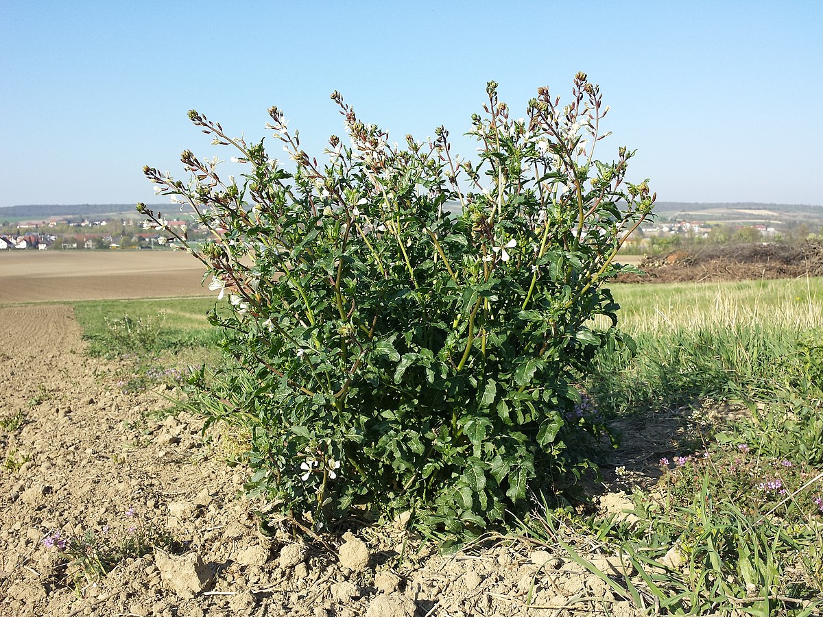 Eruca sativa