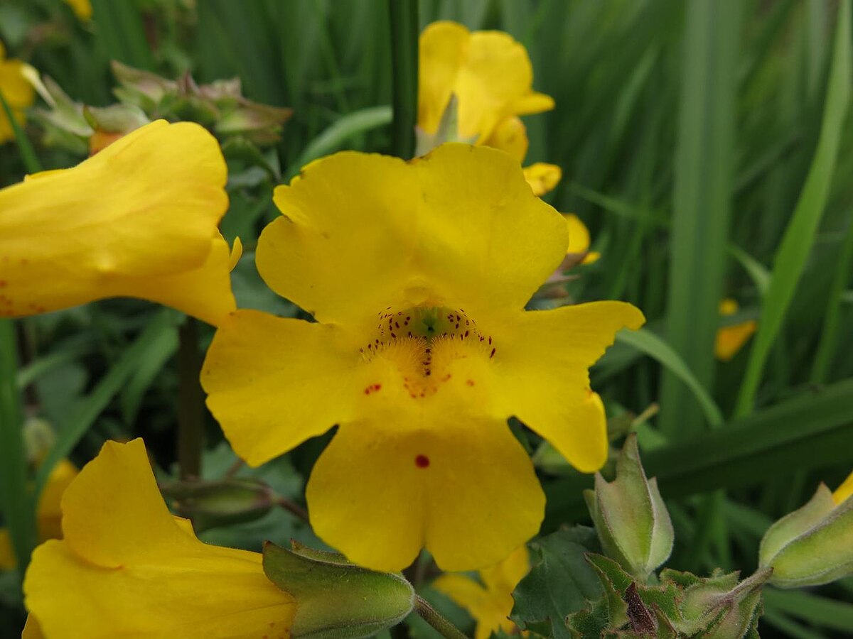 Erythranthe guttatus