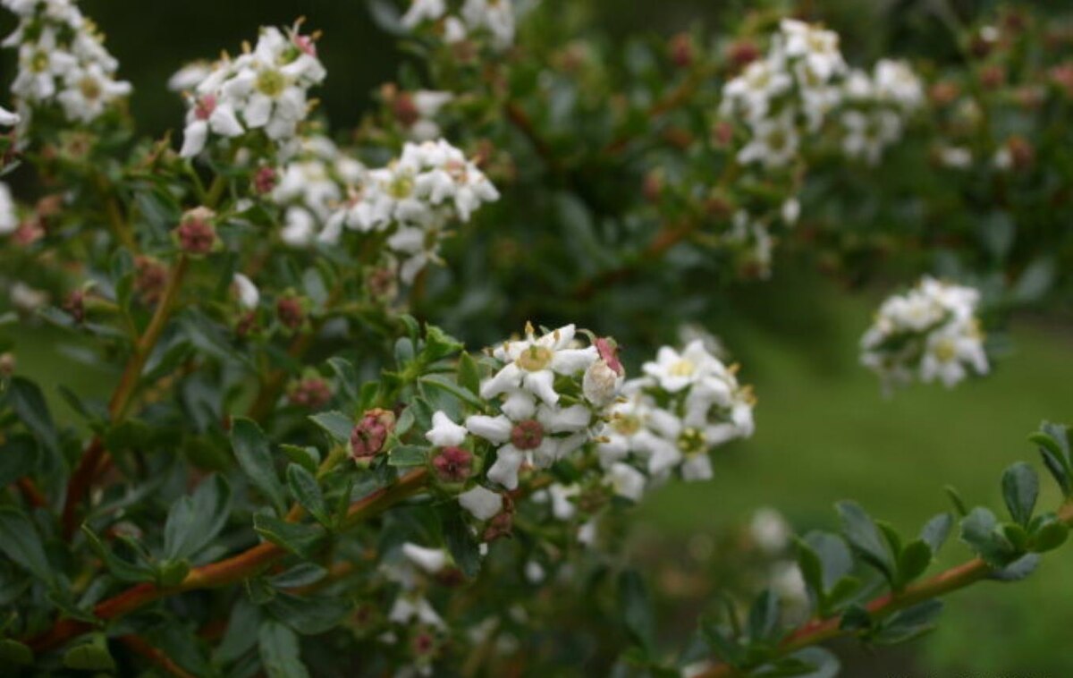 Escallonia herrerae