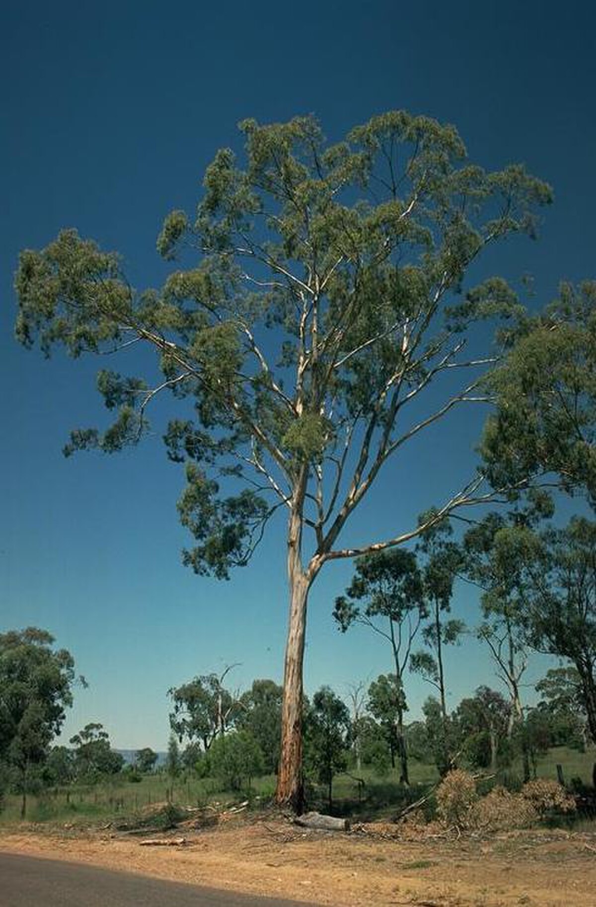 Eucalyptus dawsonii