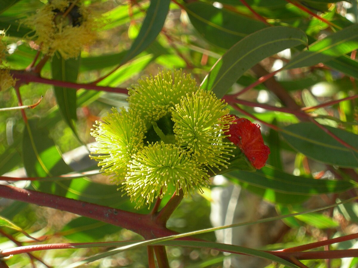 Eucalyptus erythrocorys