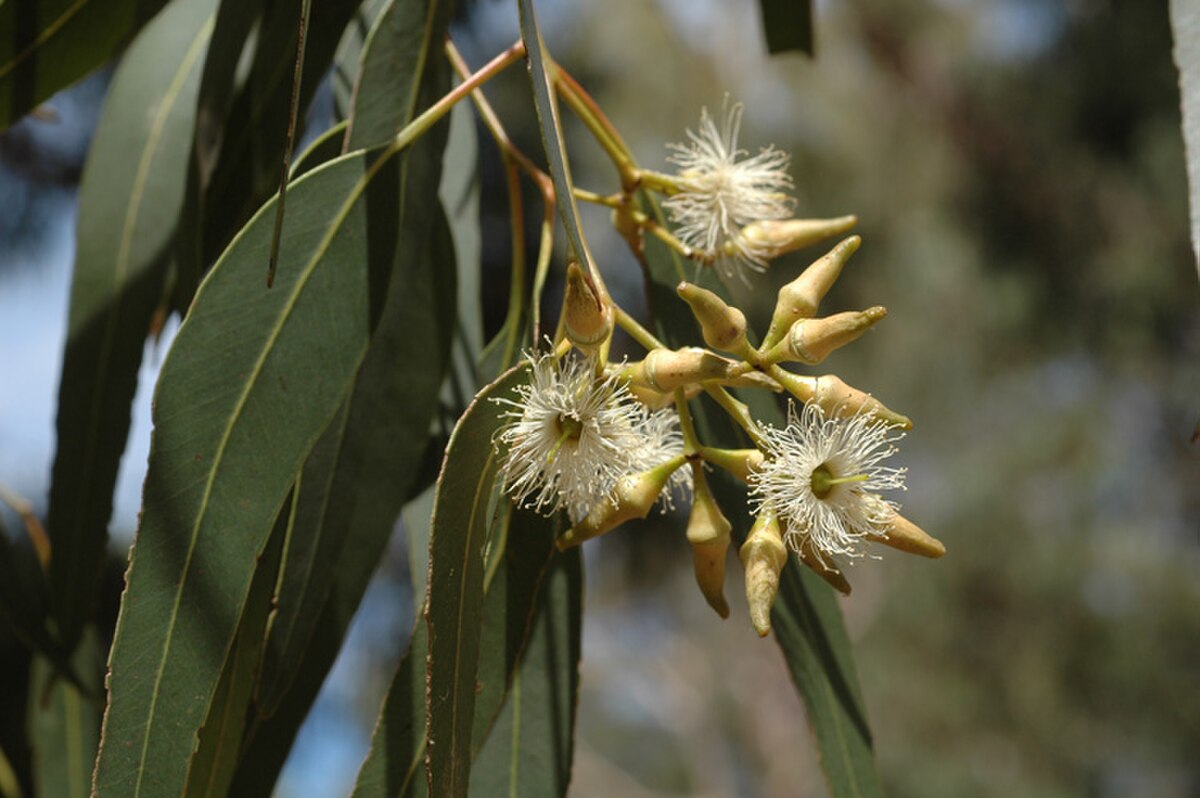 Eucalyptus fibrosa