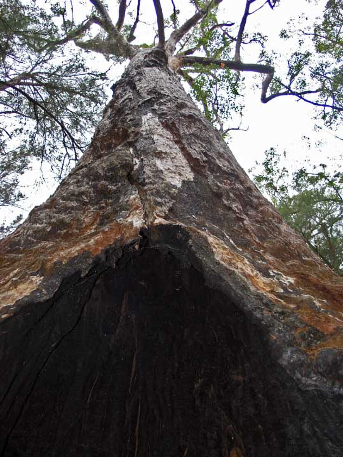 Eucalyptus guilfoylei