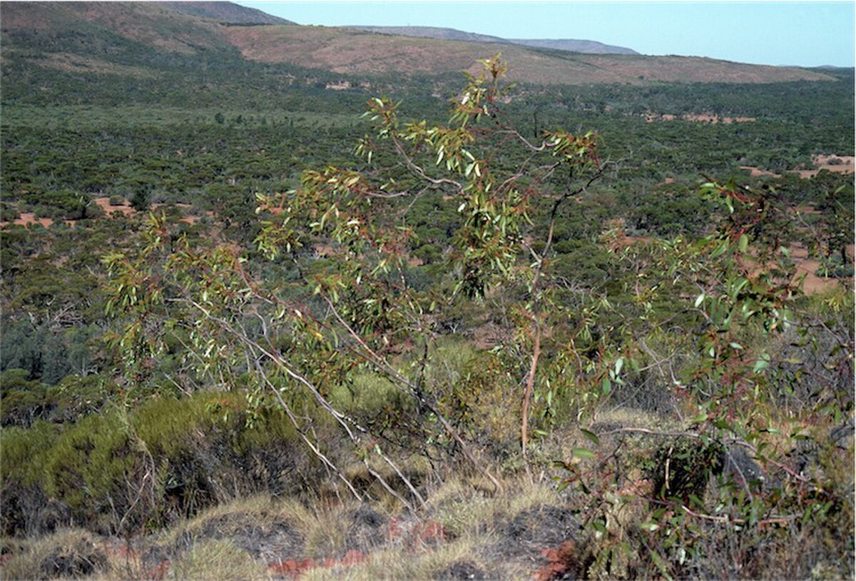 Eucalyptus lansdowneana