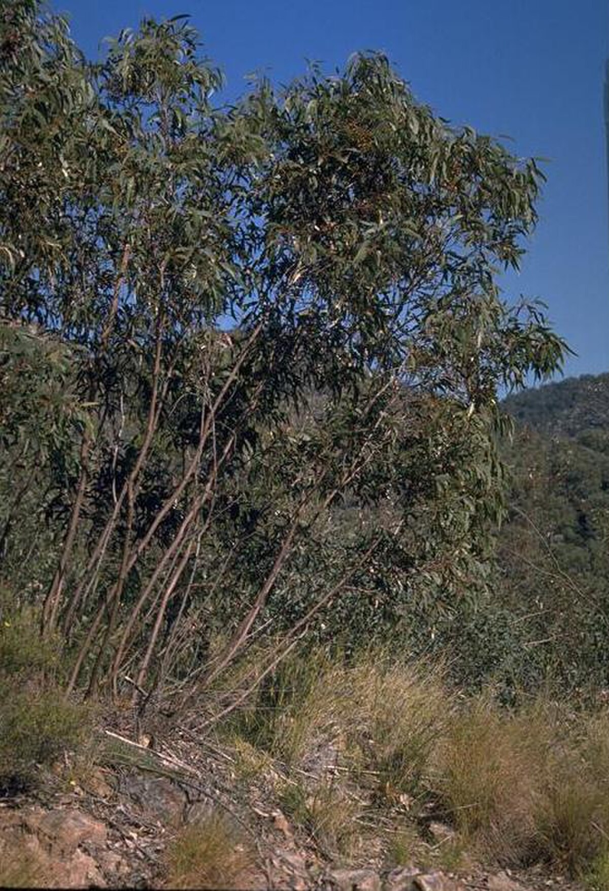 Eucalyptus pumila