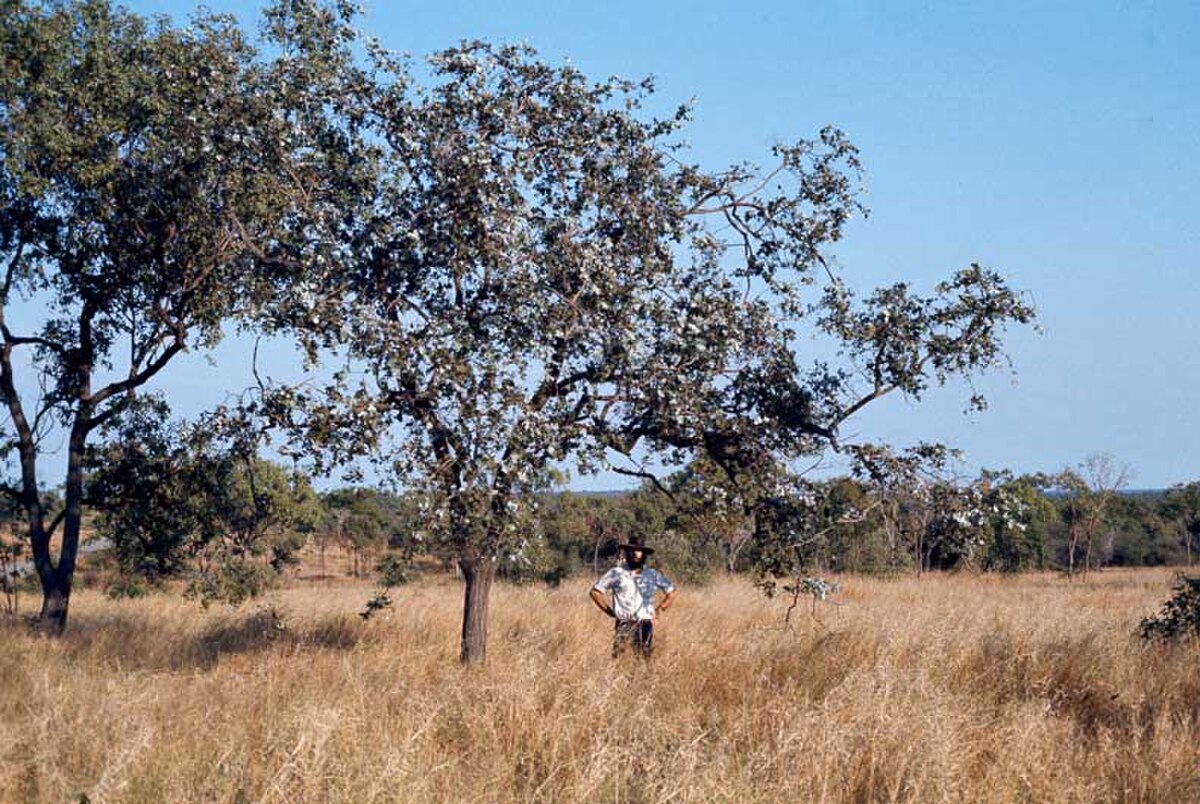 Eucalyptus shirleyi