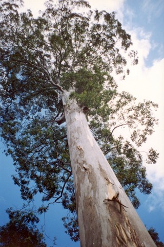 Eucalyptus deanei