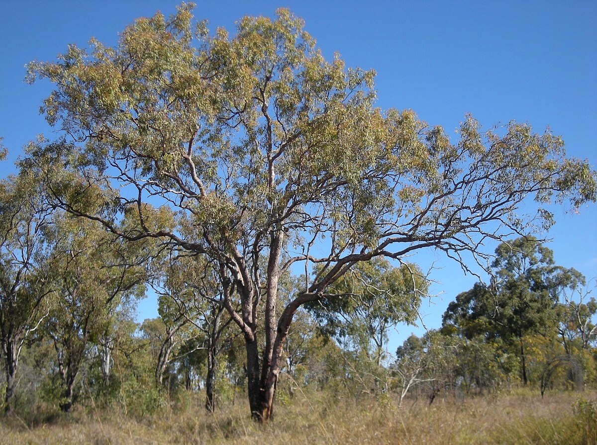 Eucalyptus erythrophloia