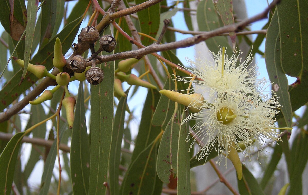 Eucalyptus gunii